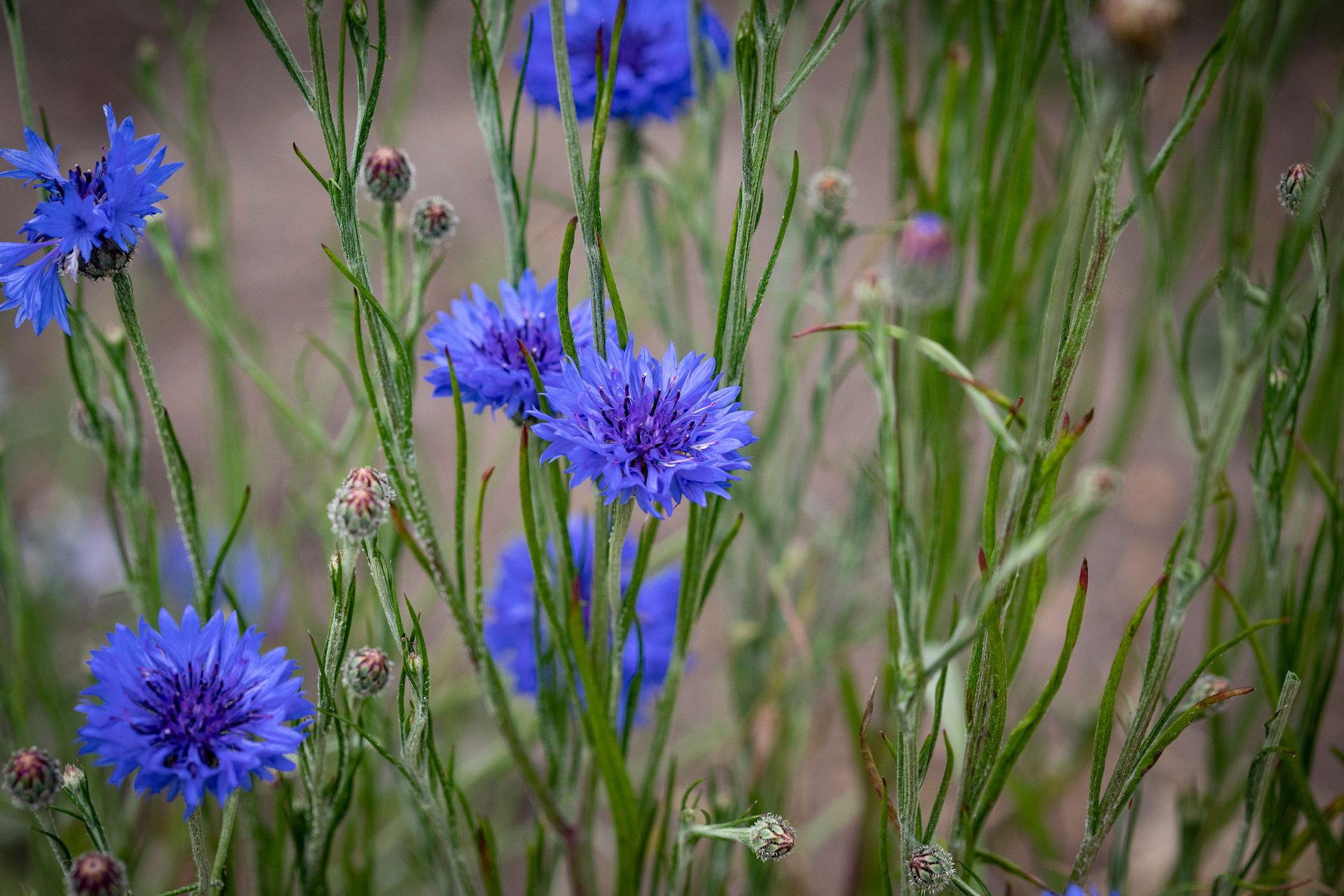 The Hidden Dangers of Floral Foam — sustainable floristry in practice at the British School of Sustainable Floristry